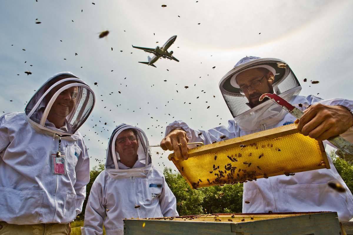 В итальянском аэропорту теперь «работают» пчелы