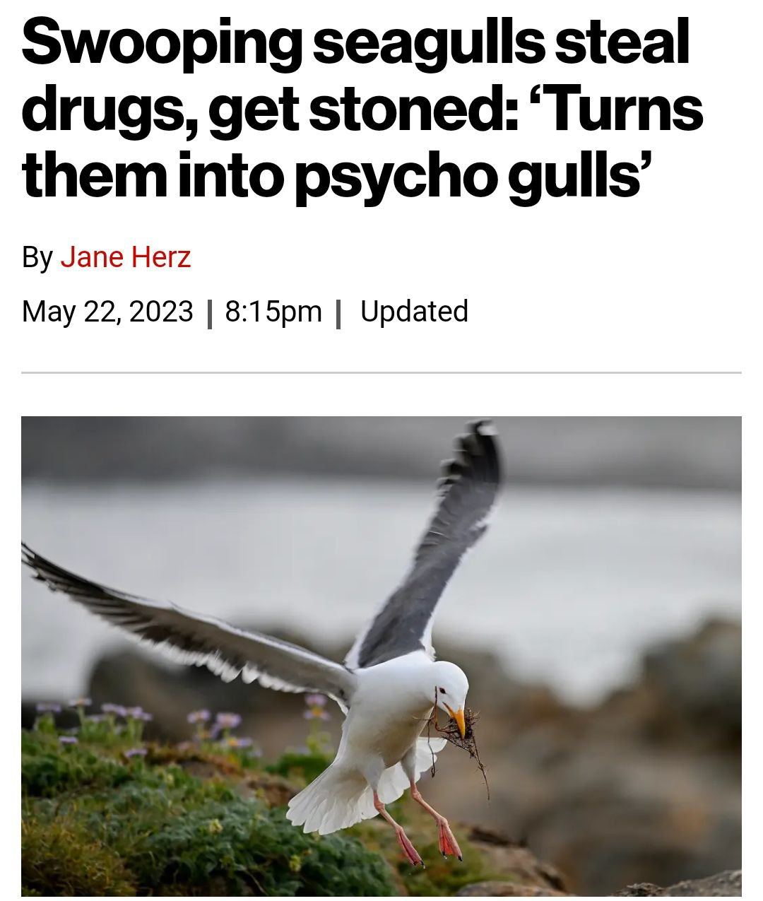 Офигенная история из Англии: там чайки стали наркоманами